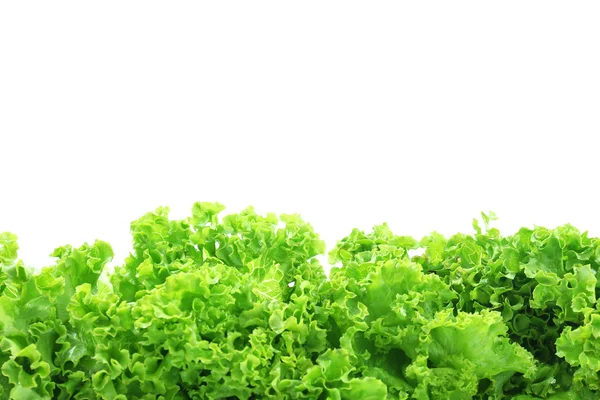 Lechuga fresca aislada en blanco — Foto de Stock