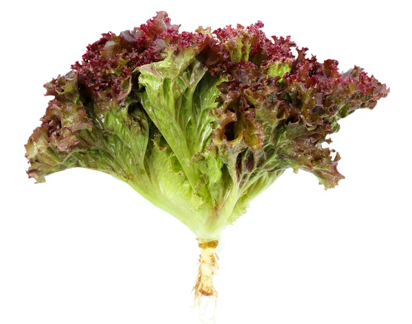 Lechuga fresca aislada en blanco — Foto de Stock