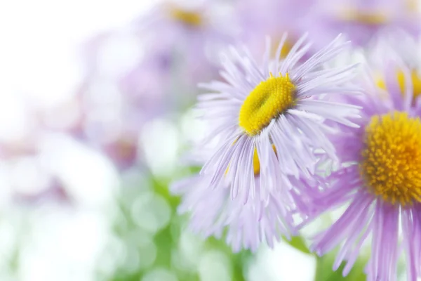 Güzel vahşi Aster — Stok fotoğraf