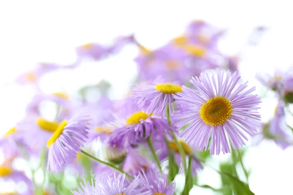 Güzel vahşi Aster — Stok fotoğraf