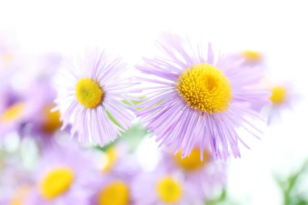 美丽的野生紫苑 — 图库照片