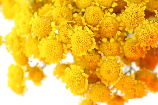 Bellissimi piccoli fiori selvatici — Foto Stock