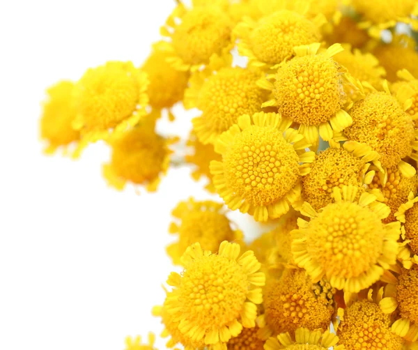 Beautiful small wild flowers — Stock Photo, Image