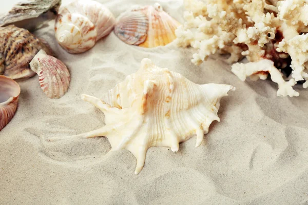 Piękny muszle na piasku — Zdjęcie stockowe