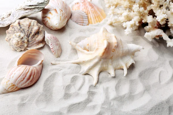 Красивые ракушки на песке — стоковое фото