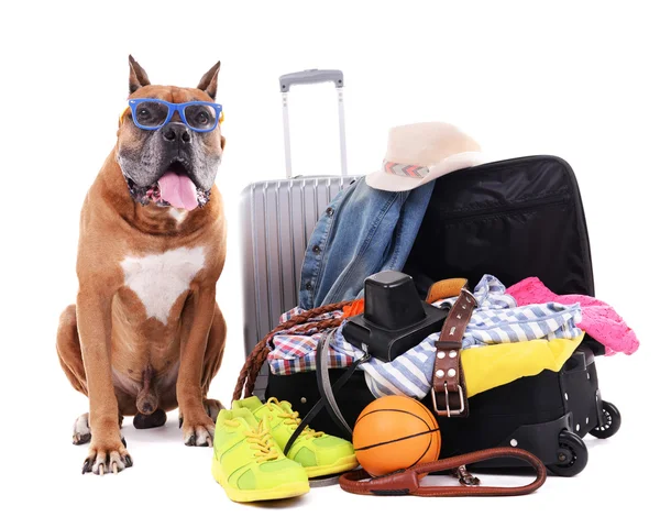 Szép Boxer kutya a elszigetelt fehér bőröndök — Stock Fotó