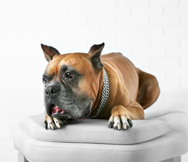 Perro relajante sobre mesa de masaje, sobre fondo claro — Foto de Stock