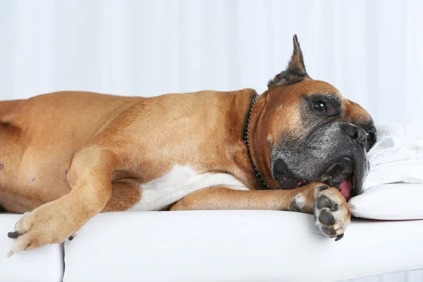 Расслабляющая собака на массажном столе, на светлом фоне — стоковое фото