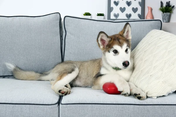 Cute Alaskan Malamute puppy on sofa, close up — Stock Photo, Image