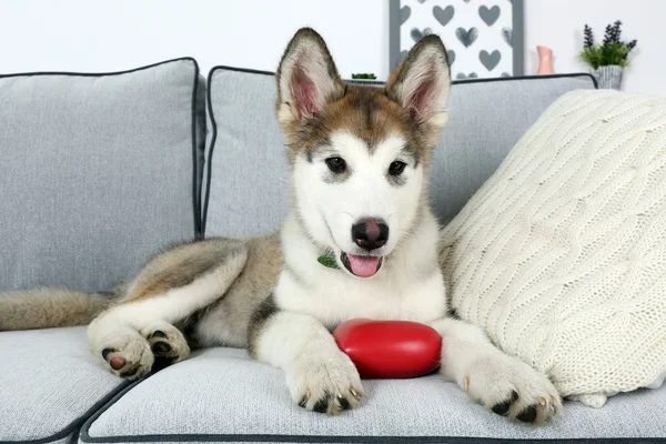 Cute puppy Alaskan Malamute na kanapie, z bliska — Zdjęcie stockowe