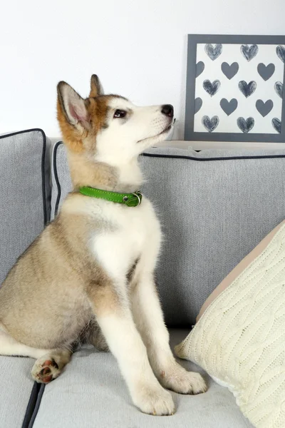 可爱的阿拉斯加雪橇犬小狗在沙发上，关闭 — 图库照片