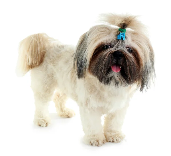 Şirin shih tzu — Stok fotoğraf