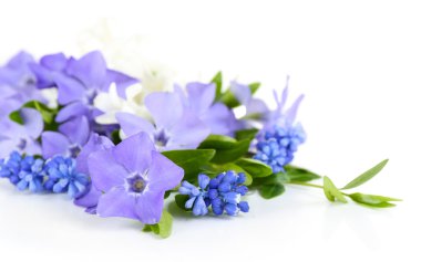 Beyaz izole mor Cezayir menekşesi