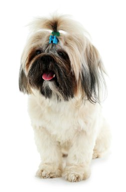 Şirin Shih Tzu beyaz izole