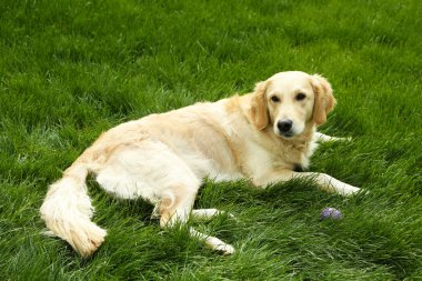 çok güzel labrador yeşil çimenlerin üzerinde açık havada yalan