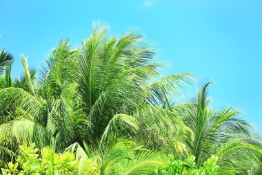 Tatil Adası palmiye yaprakları