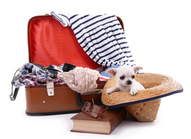 Chihuahua köpek ve bavul giyim ile