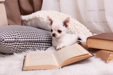 Chihuahua köpek kitap ve yastıklar