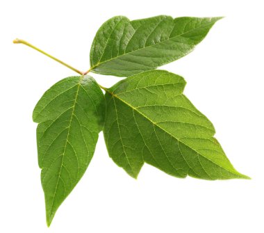 yeşil yaprak beyaz üzerinde izole