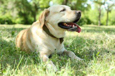 köpek yeşil çim üzerinde dinlenme