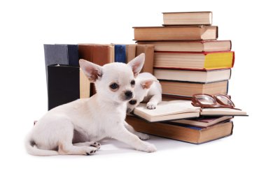 Chihuahua köpek ve yığın kitap