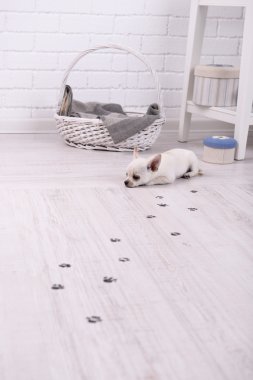 Chihuahua köpek ve çamurlu pati izlerini