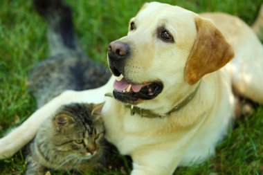 Dostu köpek ve kedi dinlenme