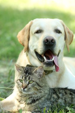 Dostu köpek ve kedi dinlenme