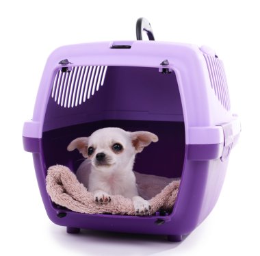 Chihuahua köpek seyahat plastik kafes içinde