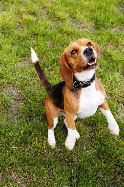 Lindo perro en el parque — Foto de Stock