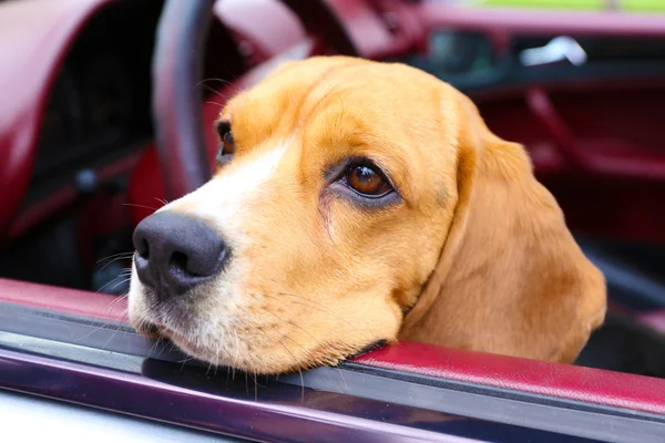 滑稽可爱的小狗在车里 — 图库照片