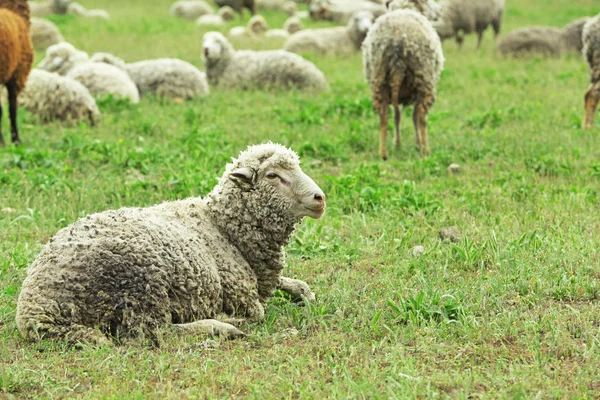 Sheeps grazing in meadow — Stock Photo, Image