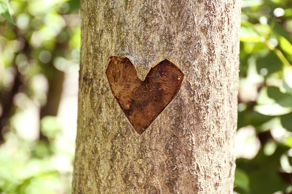 Corazón tallado en árbol — Foto de Stock