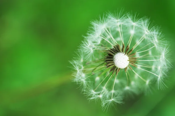 Löwenzahnblüte im Freien — Stockfoto