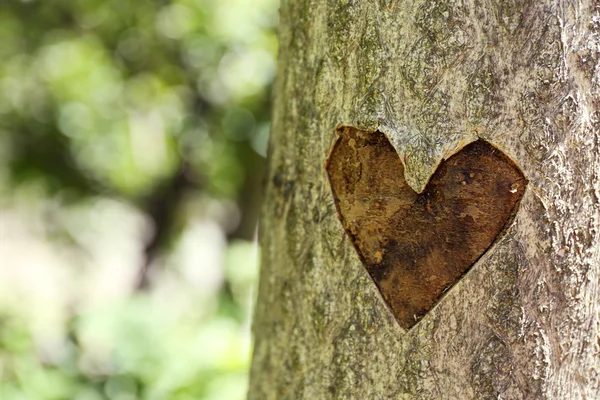 Corazón tallado en el árbol de cerca — Foto de Stock