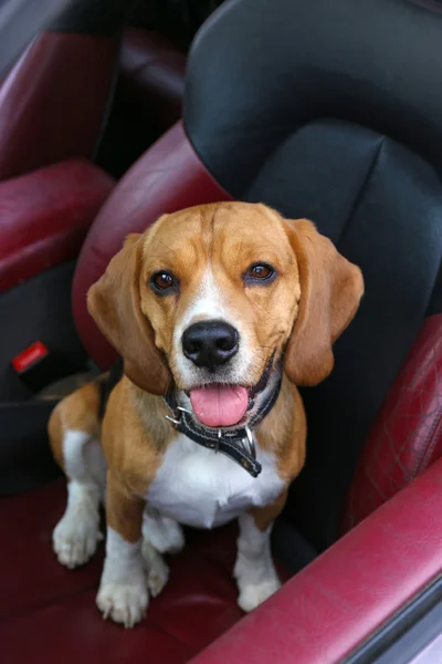 Смешная милая собачка в машине — стоковое фото