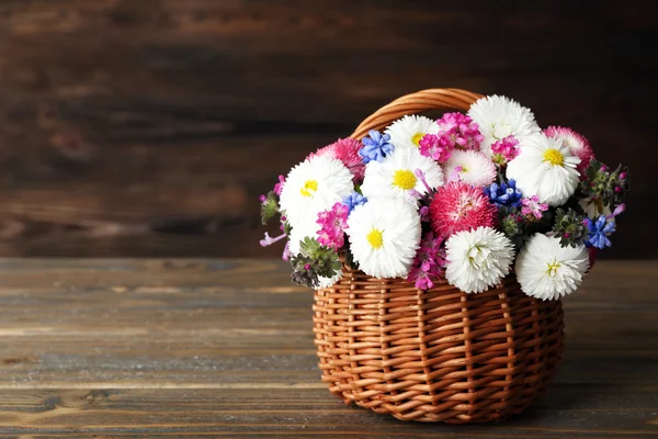 Beautiful colorful daisy — Stock Photo, Image