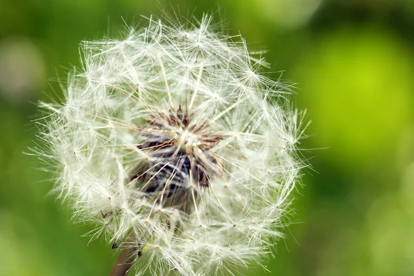 Löwenzahnblüte im Freien — Stockfoto