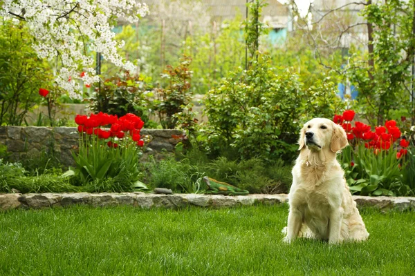 Adorable Labrador sitting on green grass, outdoors — Stock Photo, Image