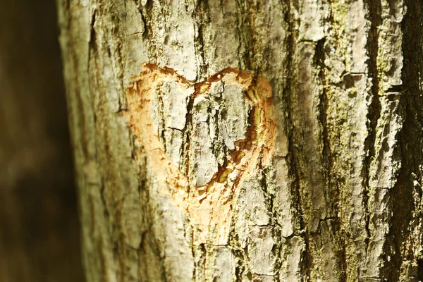 Corazón tallado en árbol — Foto de Stock