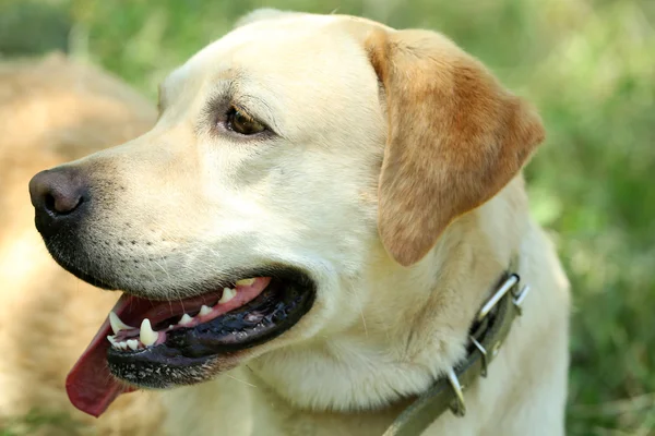 Söt hund över grönt gräs — Stockfoto