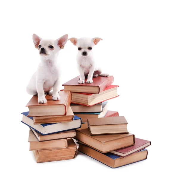 Chihuahua chiens sur tas de livres — Photo