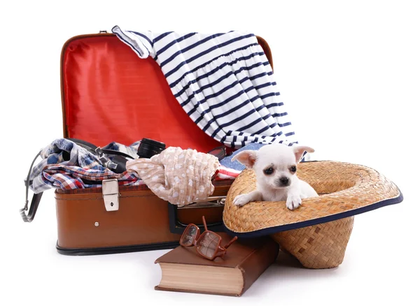 Pies Chihuahua i walizkę z odzieżą — Zdjęcie stockowe