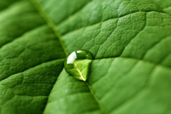 Gröna blad med droppe — Stockfoto