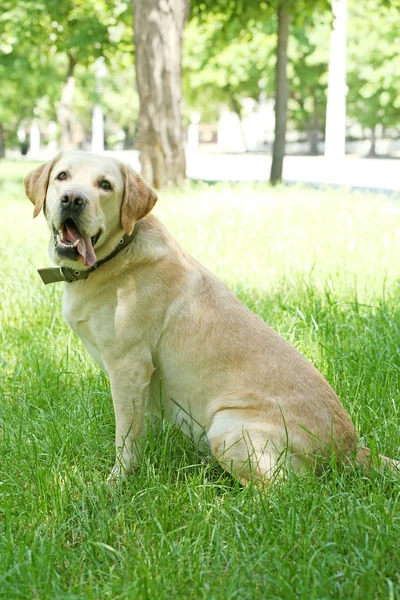 Hund över grönt gräs — Stockfoto