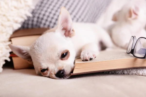 Собака чихуахуа з книгами на дивані — стокове фото
