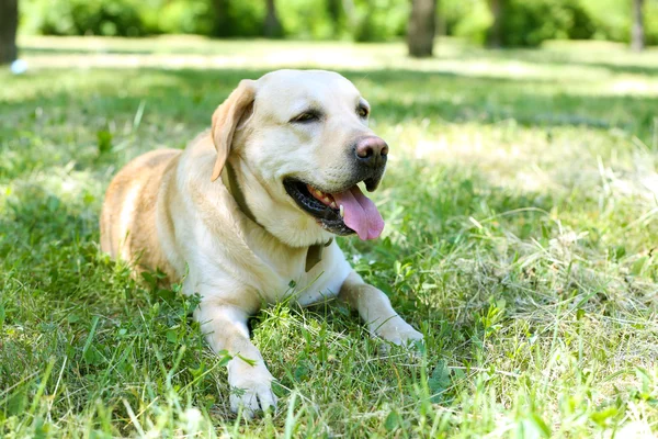 Hund över grönt gräs — Stockfoto