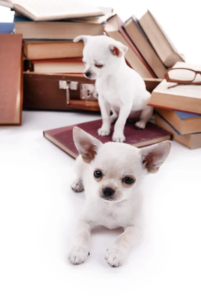 Chihuahua chiens et tas de livres — Photo