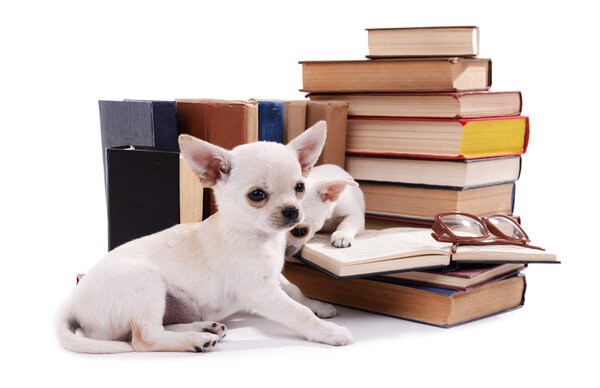 chihuahua dogs and heap of books