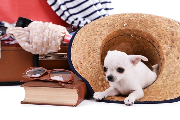 Chihuahua Honden en koffer met kleding — Stockfoto